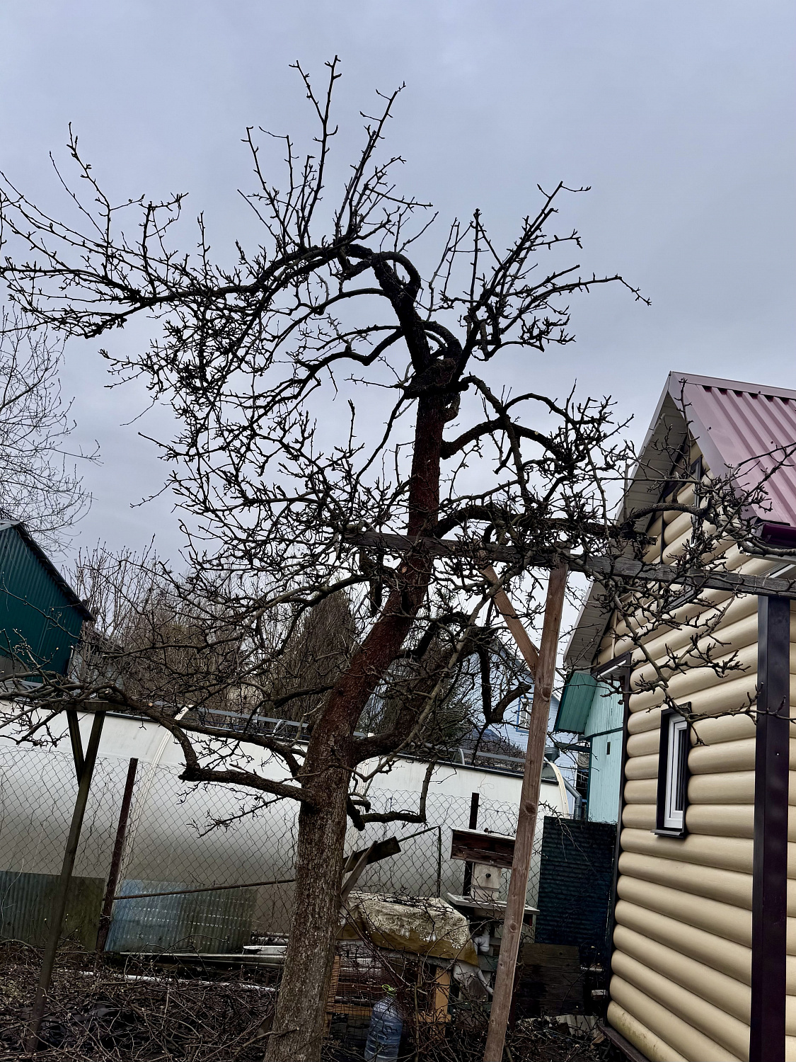 Обрезка плодовых деревьев